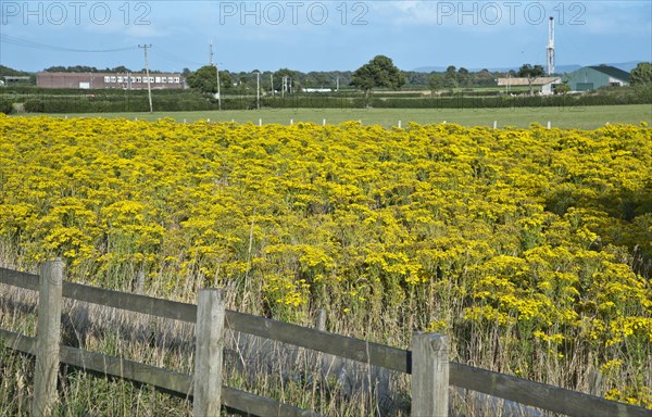 Common ragwort