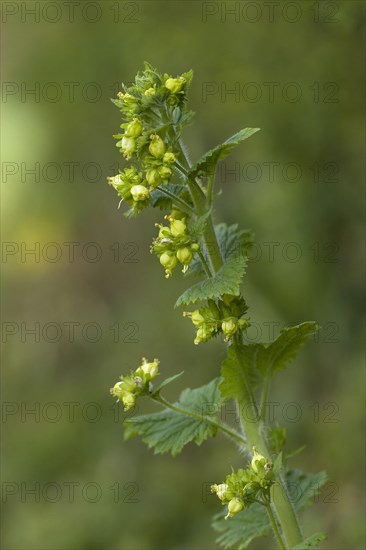 Spring brownroot