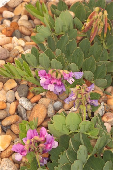 Sea Pea