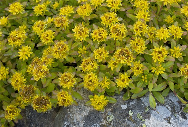 Kamchatka Stonecrop flowering