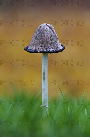 Shaggy Ink Cap