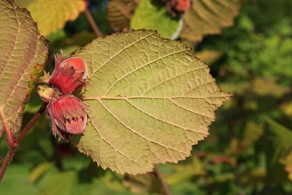 Common common hazel