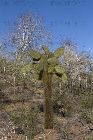 Giant Prickly Pear Cactus on Santa Cruz Island at Dragon Mountain