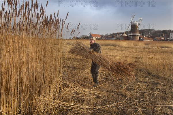 Reed cutting