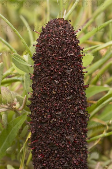 Maltese Fungus