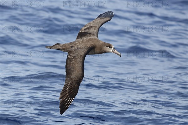 Black-footed albatross