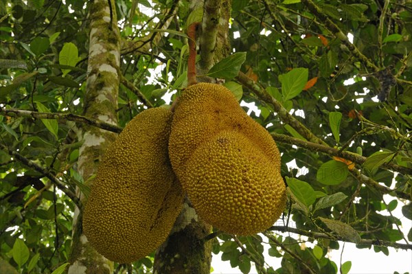 Jackfruit tree