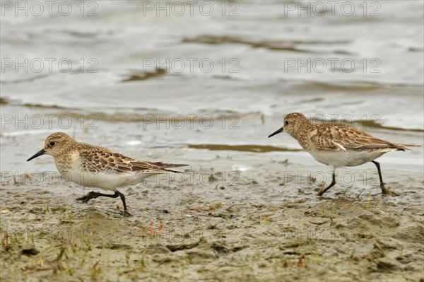 Least Sandpiper