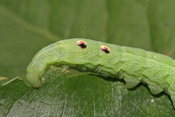 Elephant hawk-moth