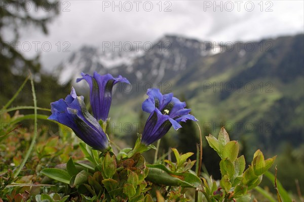 Stemless gentian