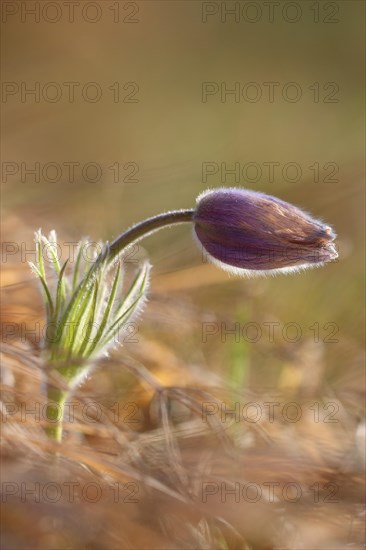 Common pasque flower