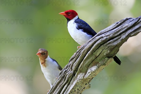 Yellow-billed cardinal