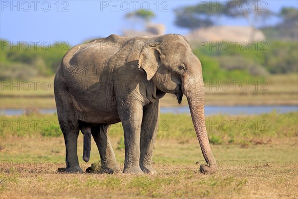 Asian sri lankan elephant