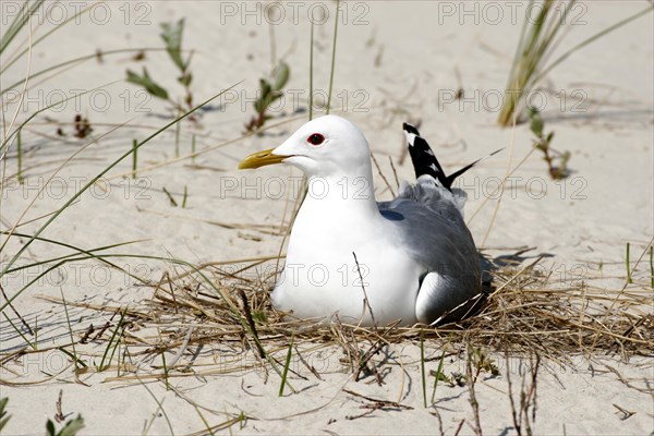 Common gull