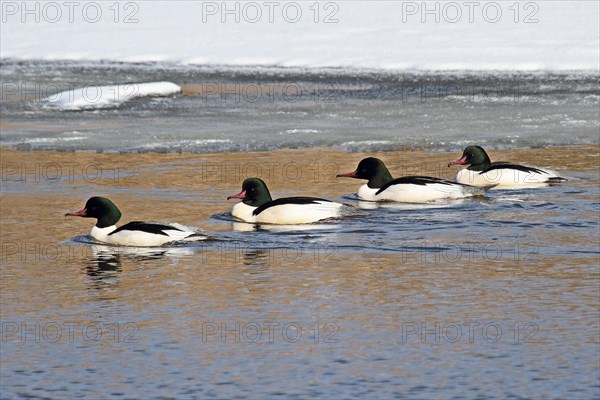 Goosander