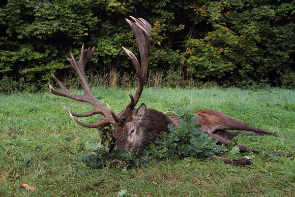 Dead red deer