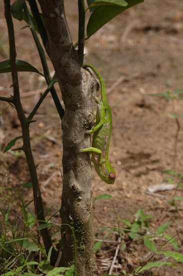 Antimena chameleon