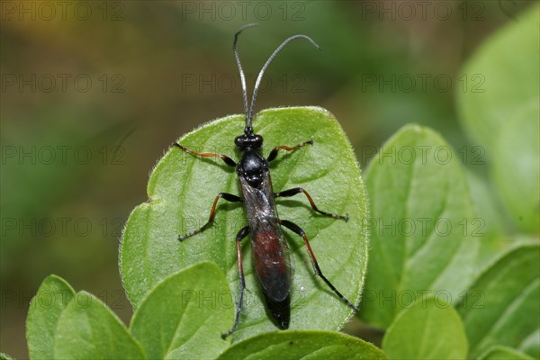 Plant wasp