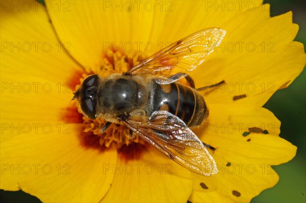 Dung bee