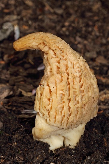 Cone-shaped morel