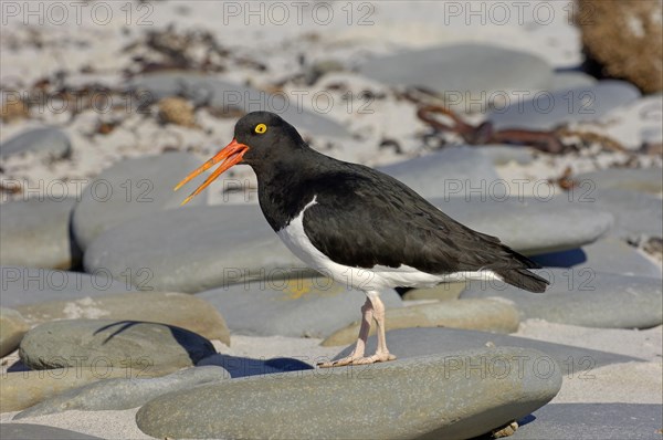 Magellanic magellanic oystercatcher