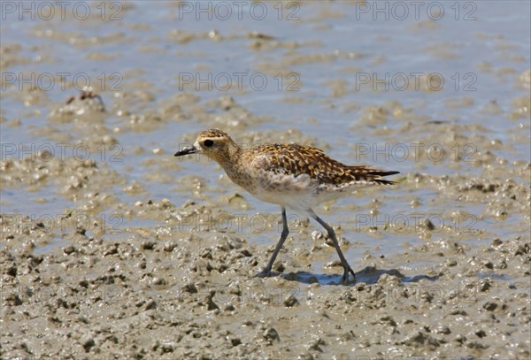 Pacific golden plover