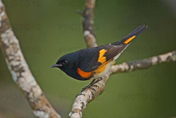 American Redstart