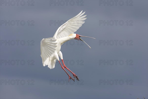 Narrow-billed Spoonbill