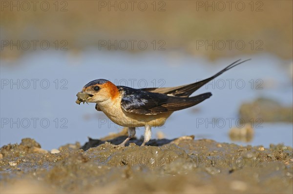 Red-rumped swallow