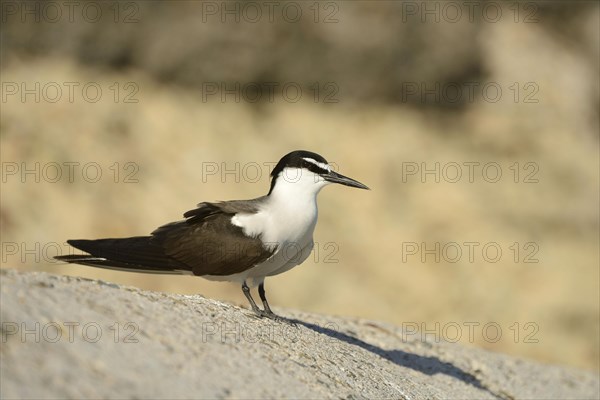 Bridled tern