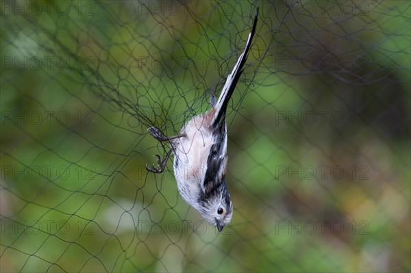 Long-tailed Tit