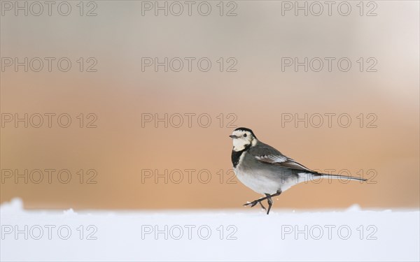 Pied Wagtail