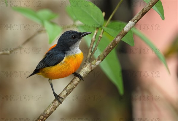 Orange-bellied Flowerpecker