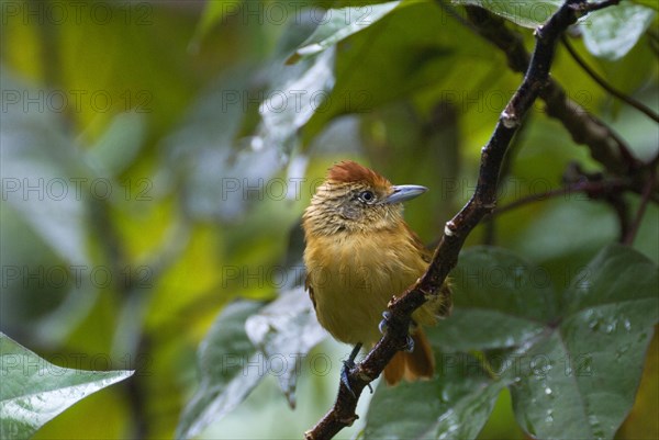 Barred antshrike