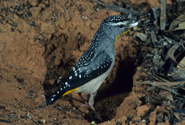 Yellow-rumped pardalote