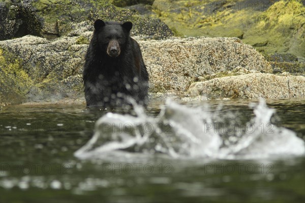 American Black Bear