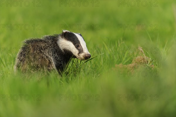 Eurasian Badger