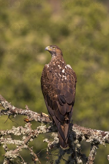 Bonelli's Eagle