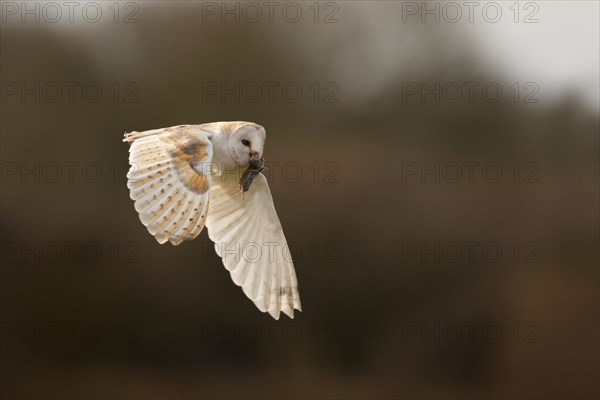 Common barn owl