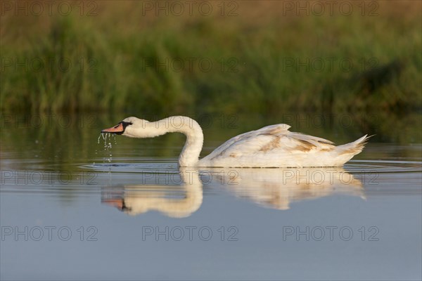 Mute Swan