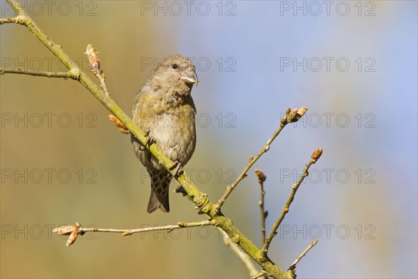 Spruce Crossbill