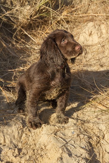 12 week old Working Cocker Spaniel on the beach