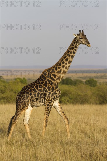 Masai giraffe