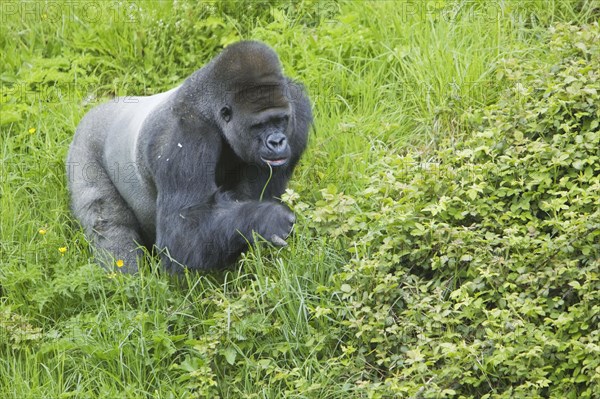 Western lowland gorilla