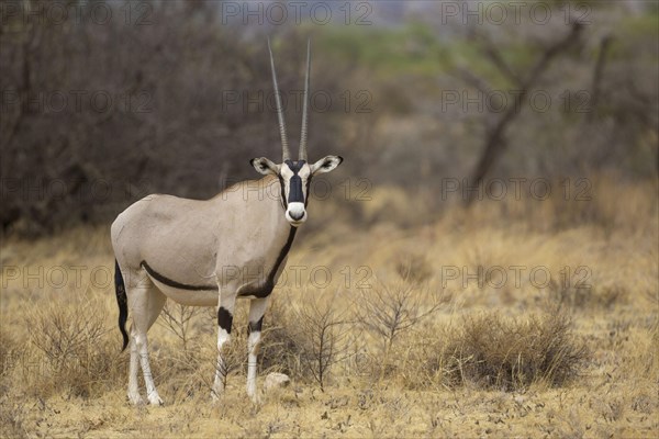 East african oryx