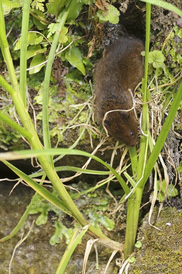 Eastern vole