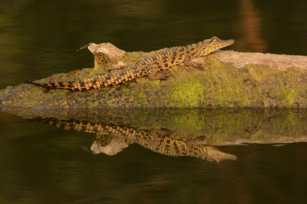 Nile Crocodile