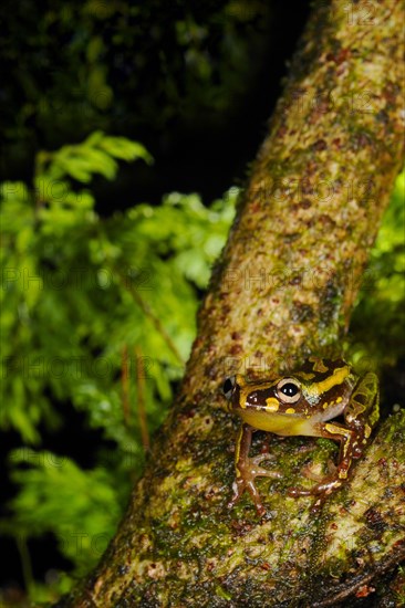 Brown reed frog