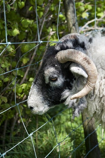 Domestic Sheep