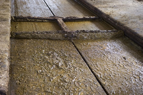 Dung channel in the barn of a dairy farm